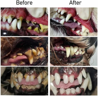 Droome™ Fresh Smile Pet Gel