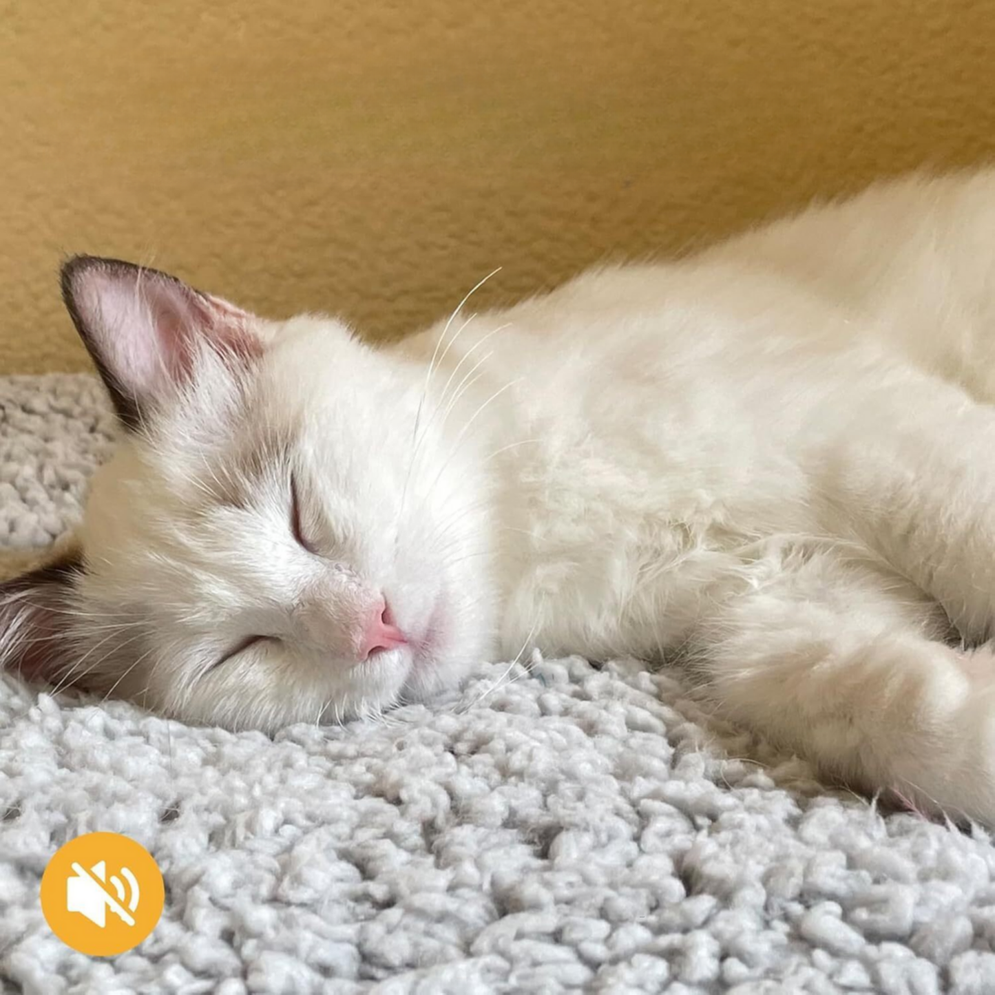 Cocoon Self-Warming Pet Bed™