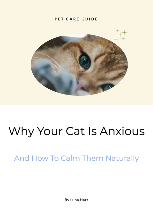 How to Calm An Anxious Cat And Support Daily Comfort Naturally